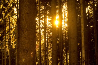 Ormanda güzel bir gün batımı