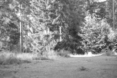 Ormanın siyah beyaz fotoğrafı.