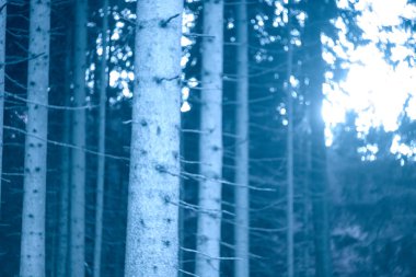 Ormanda çam ağacı dalları