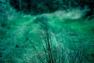 Ormanda yeşil çimenler