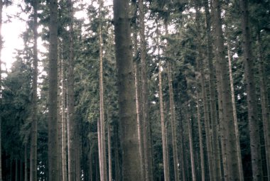 Dağlardaki güzel kış ormanı. Doğa arkaplanı.