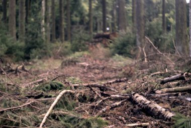 Orman ağaçları doğada