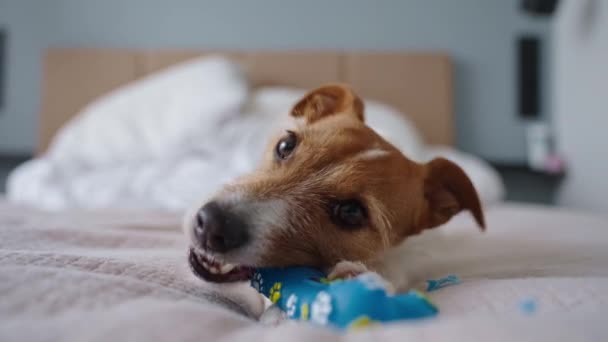 Close Portret Van Hond Liggend Bank Knabbelen Speelgoedbot Actieve Hond — Stockvideo