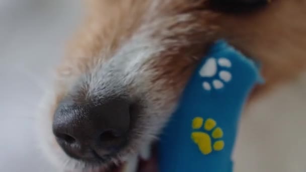 Close Portrait Dog Lying Sofa Nibble Toy Bone Active Dog — Stock Video