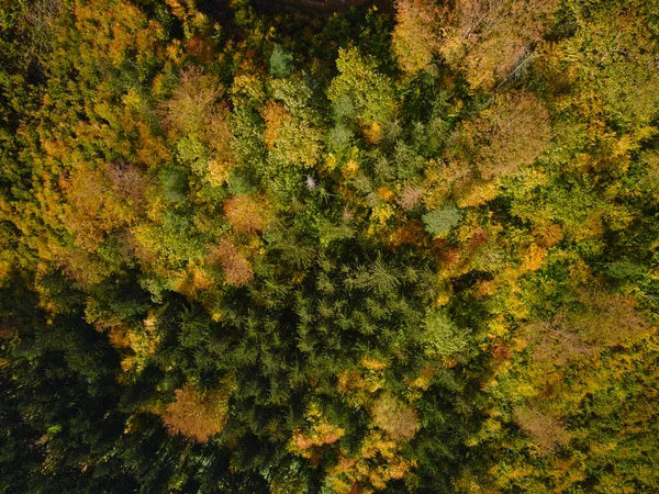 Gyönyörű Őszi Erdő Csúcspontja Háttér Színes Fák Erdős — Stock Fotó