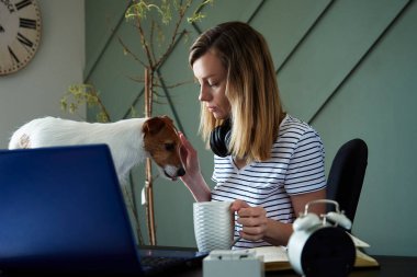 Ev ofisinden uzak bir iş. İşteki bir kadın köpeğiyle birlikte. Oturma odasında dizüstü bilgisayar kullanan serbest çalışan bir kadın. Uzak çalışma