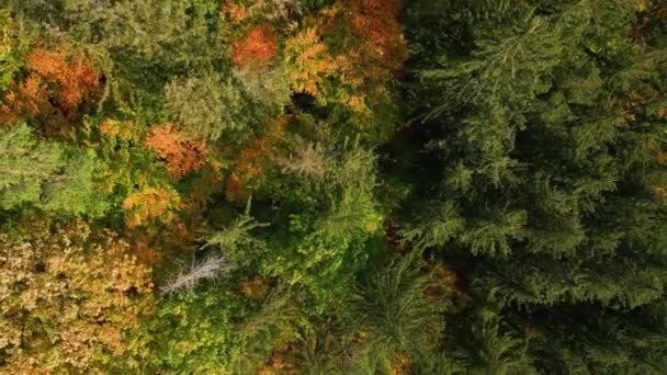Voo Drone Sobre Bela Floresta Outonal Fundo Árvores Coloridas Floresta — Vídeo de Stock