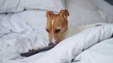 Jack Russell Terrier köpeği yatakta uzanıyor ve terlikleri kemiriyor. Yaramaz hayvan, köpek kötü davranış