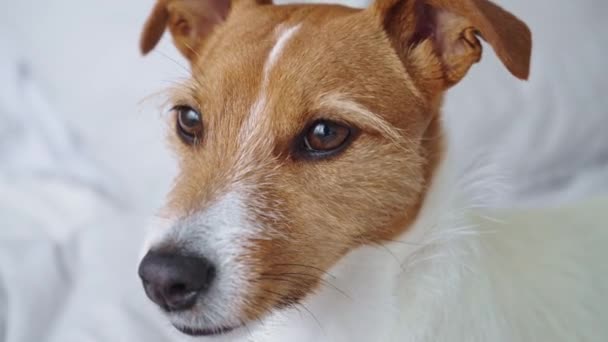 Nieuwsgierige Geïnteresseerde Hond Kijkt Camera Draait Zijn Hoofd Verschillende Richtingen — Stockvideo