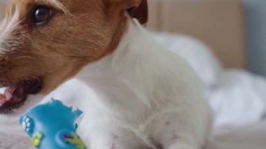 Kanepeye uzanmış köpek portresi ve oyuncak kemik. Sahibini beklerken oyuncakla oynayan aktif bir köpek. Komik hayvan.