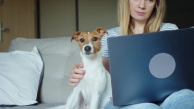 Kanepede oturan, köpeği okşayan ve dizüstü bilgisayarla çalışan bir kadın. Merkez ofis işyeri. Evden uzakta çalışan serbest çalışan bir kadın.