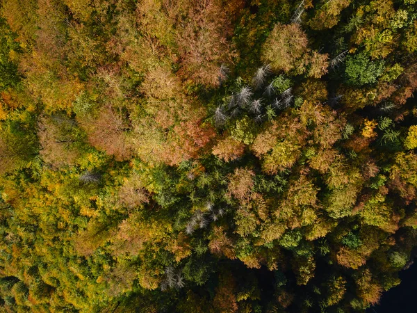 Vista Superior Del Hermoso Bosque Otoñal Fondo Árboles Colores Bosque — Foto de Stock