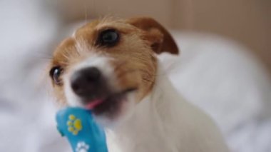 Kanepeye uzanmış köpek portresi ve oyuncak kemik. Sahibini beklerken oyuncakla oynayan aktif bir köpek. Komik hayvan.