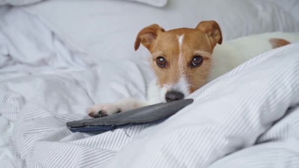 Szczeniak Jack Russell Terrier Leżący Łóżku Gryzący Kapcie Niegrzeczny Zwierzak — Wideo stockowe