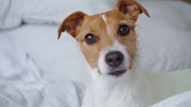Meraklı köpek kameraya bakar ve başını farklı yöne çevirir. Jack Russell Terrier, yakın plan portresi..