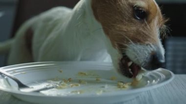 Evcil hayvanın kötü davranışı. Köpek mutfak masasındaki tabak sahiplerinden yemek çalıyor. Köpek yalama tabağını kapat.