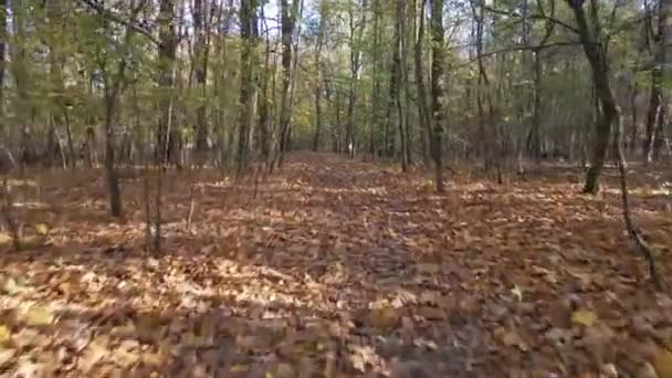 カメラの紅葉と秋の公園では 道路上で 最初のポイントビューに移動します 秋の森のドローン飛行 — ストック動画