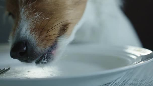 宠物的不良行为 狗从厨房桌上的主人盘子里偷东西 关闭狗舔盘 — 图库视频影像