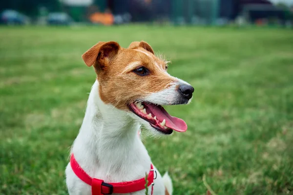 Счастливая Симпатичная Собака Поле Зеленой Травой Летний День Портрет Джека — стоковое фото