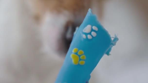Kanepeye Uzanmış Köpek Portresi Oyuncak Kemik Sahibini Beklerken Oyuncakla Oynayan — Stok video