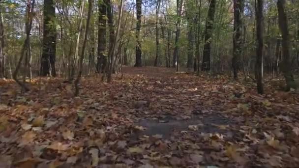 공원의 도로에서 카메라가 움직이고 낙엽이 떨어지고 시야입니다 숲에서의 — 비디오