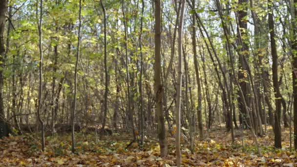 Mężczyzna Pomarańczowej Odzieży Sportowej Biegający Jesiennym Parku Biegający Mężczyzna Lesie — Wideo stockowe