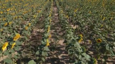 Yaz günü ayçiçeği tarlasında İHA uçuşu. Çiçek açan ayçiçekleriyle tarım alanının havadan görünüşü.
