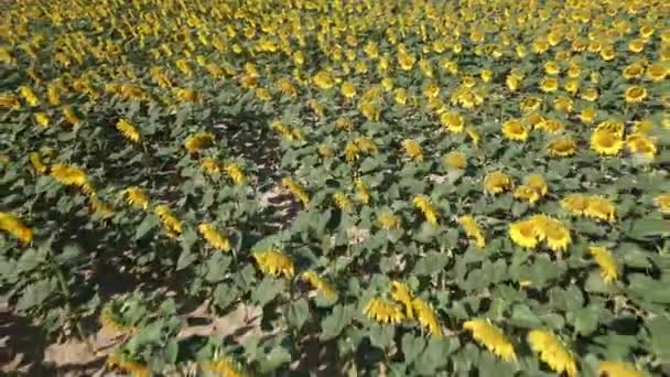 Drohnenflug Über Sonnenblumenfeld Sommertagen Luftaufnahme Eines Landwirtschaftlichen Feldes Mit Blühenden — Stockvideo