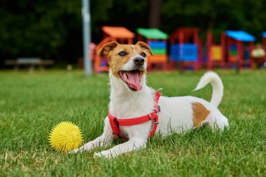 Yeşil çimenlerde koşan, oyuncak topuyla oynayan sevimli aktif köpek. Aktif köpek dışarıda dolaşıyor.