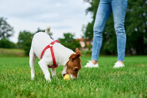 Mulher Divertir Com Animais Estimação Livre Pequeno Cão Andando Campo — Fotografia de Stock