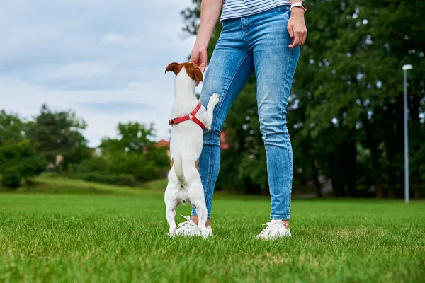 Frau Spielt Mit Hund Auf Der Grünen Wiese Und Füttert — Stockfoto