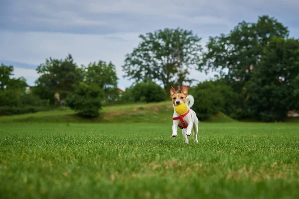 緑の芝生で動くかわいいアクティブな犬は おもちゃのボールで遊んでいます 屋外で歩くアクティブな犬 — ストック写真