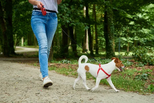 Mulher Andando Com Cão Parque Verão Proprietário Mantém Cão Trela — Fotografia de Stock