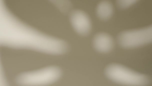 Абстрактный Фон Движущейся Ладонью Оставляет Силуэт Стене Тропическая Тень Листьев — стоковое видео