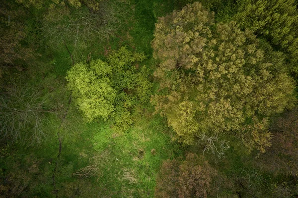 Drone Volo Sopra Alberi Foresta Verde Primavera Bellissimo Sfondo Naturale — Foto Stock