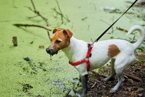 Dirty dog have fun in swamp, Wet pet in puddle
