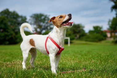 Köpek yaz günü dışarı çıkıyor. Yeşil çimlerde koşan sevimli aktif köpek. Evcil hayvan çimenlerde oynuyor.