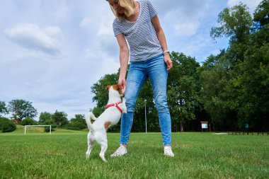 Yeşil tarlada köpekle oynayan, köpeğini elleriyle besleyen bir kadın. Evcil hayvan sahibi için ikramda bulunmak istiyor. İyi köpek davranışları için lezzetli yemekler, evcil hayvanlarla ilişki.