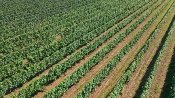 Grape Plantation Winery Sunny Day Aerial View Agriculture Poland Video — Stock Video