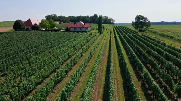 Plantation Raisins Cave Vin Jour Ensoleillé Vue Aérienne Agriculture Pologne — Video