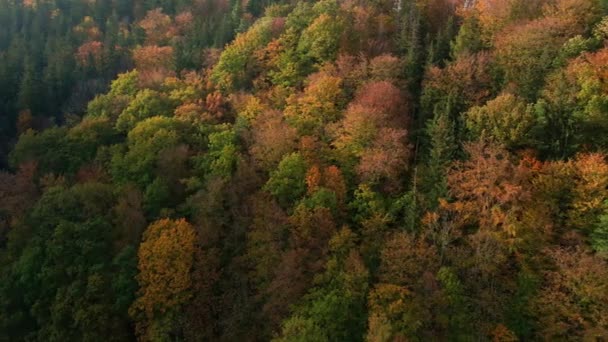 Drohnenflug Über Schönen Herbstlichen Wald Hintergrund Farbiger Bäume Wald Luftaufnahme — Stockvideo