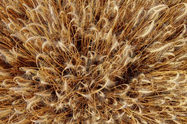 Rye field background. Close up of rye ears. Harvesting period