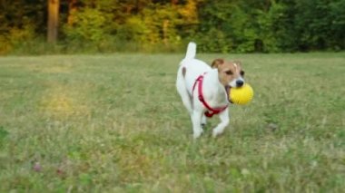 Yeşil çimenlerde koşan, oyuncak topuyla oynayan sevimli aktif köpek. Aktif köpek dışarıda dolaşıyor.
