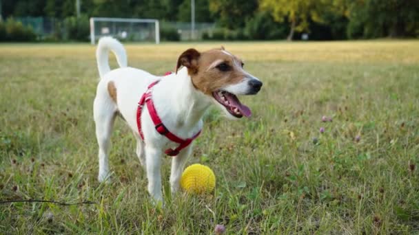 Милая Активная Собака Бегает Зеленой Траве Играет Игрушечным Мячом Активная — стоковое видео
