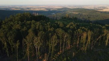Drone flight over green trees forest in sunlight. Mountains landscape