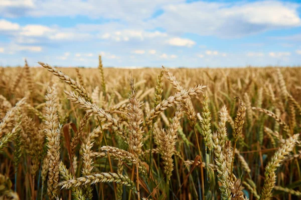 Wheat Field Landscape Close Wheat Ears Harvesting Period — Foto Stock