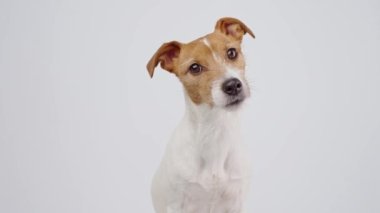 Curious interested dog looks into camera and turns his head in different directions. Jack russell terrier closeup portrait on yellow background. Funny pet