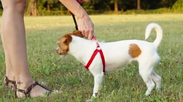 公園でペットと遊ぶ女性 ハッピージャック ラッセル テリア犬は緑のフィールドで所有者と一緒に歩く ペットと楽しむ — ストック動画