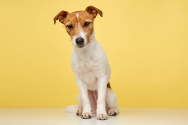 Curious interested dog looks into camera. Jack russell terrier closeup portrait on yellow background. Funny pet