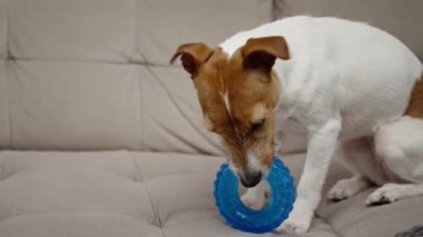 Evde oyuncaklarla oynayan sevimli bir köpek. Evcil hayvanlara kauçuk halkadan yemek ikram edilir. Aktif Jack Russell teriyer köpek çiğneme oyuncağı